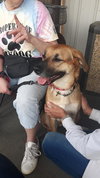 Nellie-Great Family Dog