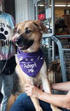 Nellie-Great Family Dog
