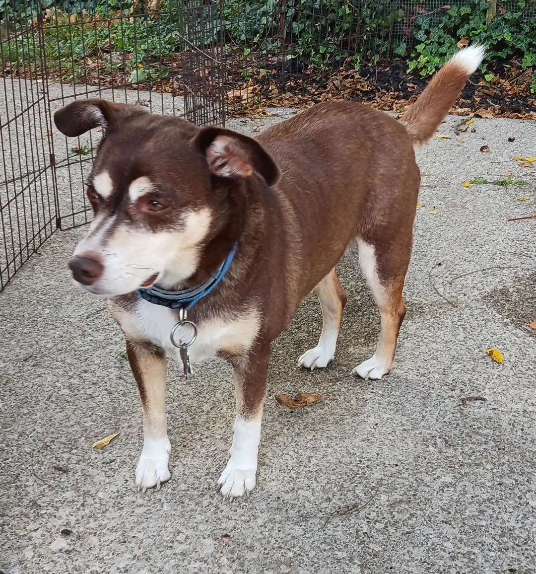 Riley - Courtesy Listing - Terrier
