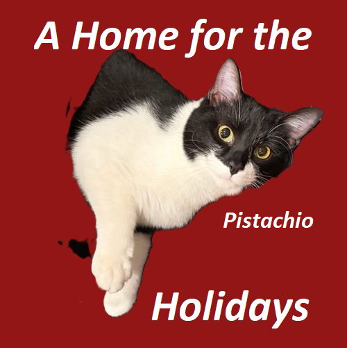 Pistachio Image
