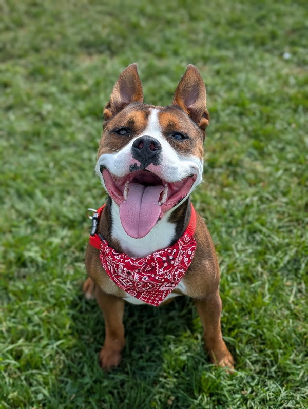 Pound Dog-Bernie #185146