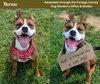 Pound Dog-Bernie #185146
