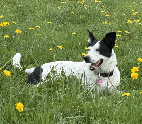 ADELAIDE - Cattle Dog available for adoption