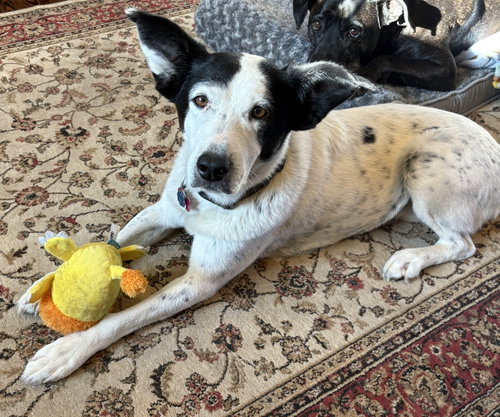 ADELAIDE - Cattle Dog available for adoption