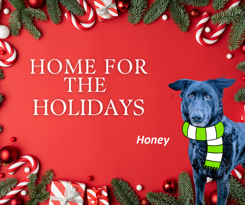 Honey-Timid Girl