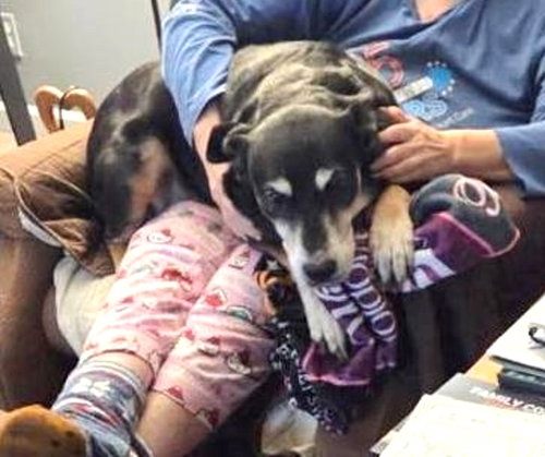 KARMA-SWEET SENIOR GIRL - German Shepherd Dog available for adoption