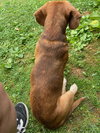 Bernie Beagle -senior with spunk