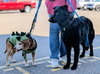 Bernie Beagle -senior with spunk