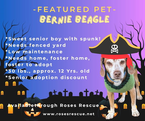 Bernie Beagle -senior with spunk