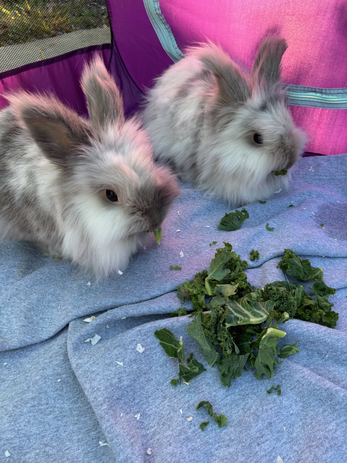 Hila Rabbit Hilda & Zelda's Web Page