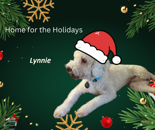 Lynnie