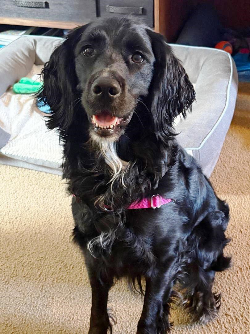Molly-Such a Beauty! Image