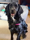 Molly-Such a Beauty!