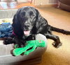 Molly-Such a Beauty!