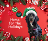 Molly-Such a Beauty!