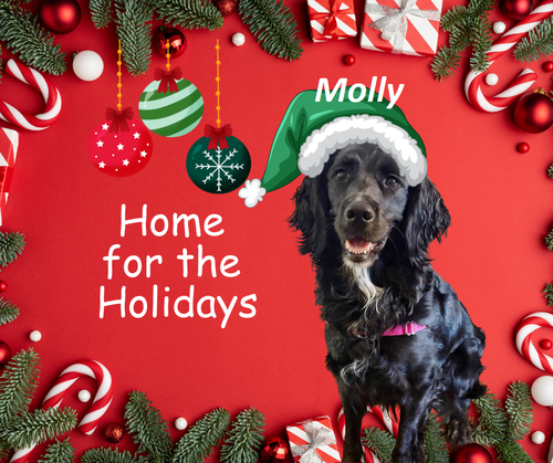 Molly-Such a Beauty!