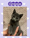 Graysie