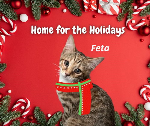 Feta