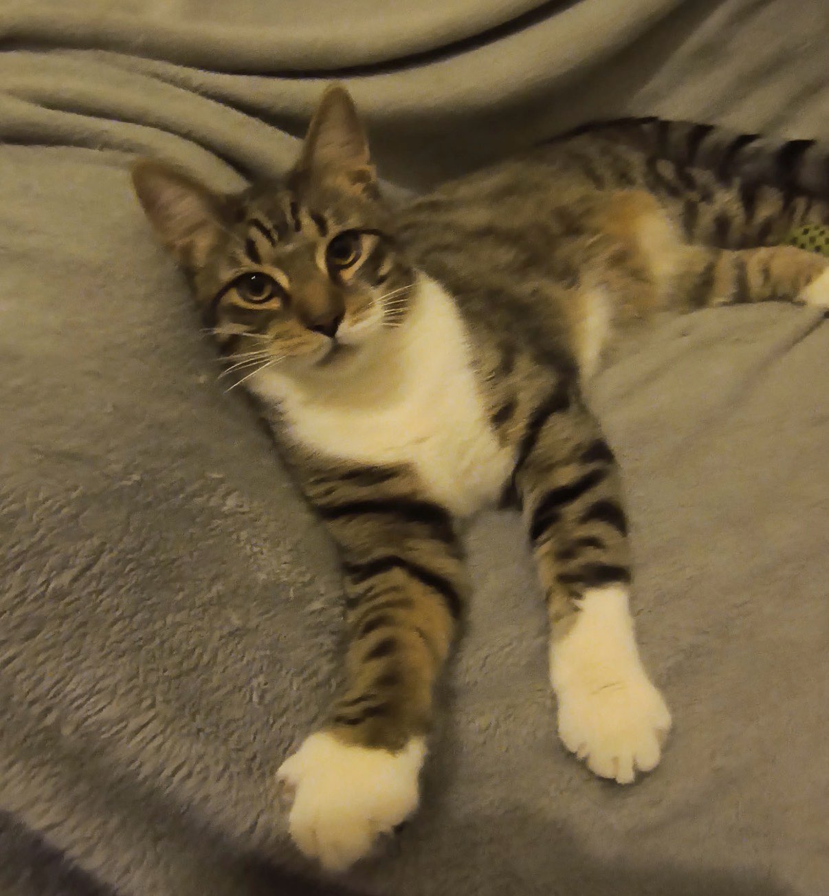 Colby Jack