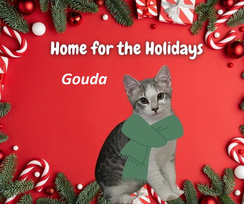 Gouda