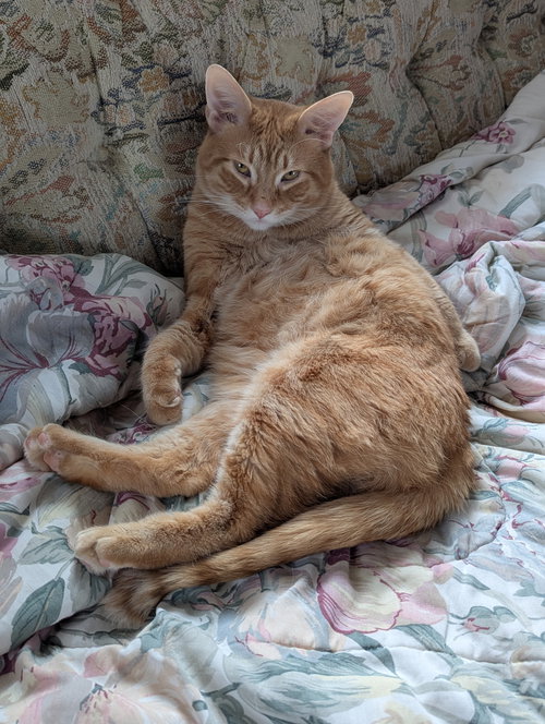 Kevin Bacon, Adult Domestic Short Hair / Mixed, cat for adoption in Warren, Ohio