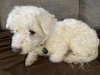 Guthrie - doing better and deserves a chance! - Photo 2