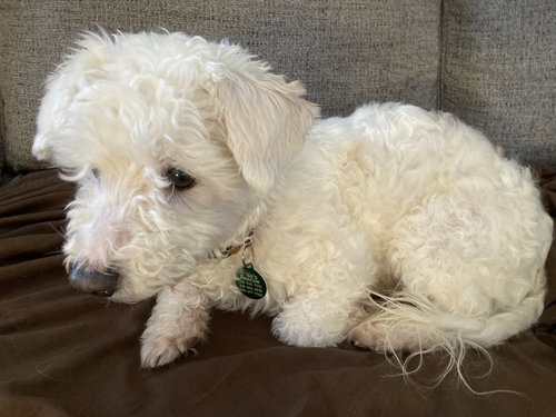 GUTHRIE - DOING BETTER AND DESERVES A CHANCE! - Dachshund / Maltese available for adoption