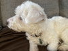Guthrie - doing better and deserves a chance! - Photo 3