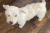 Guthrie - doing better and deserves a chance! - Photo 4