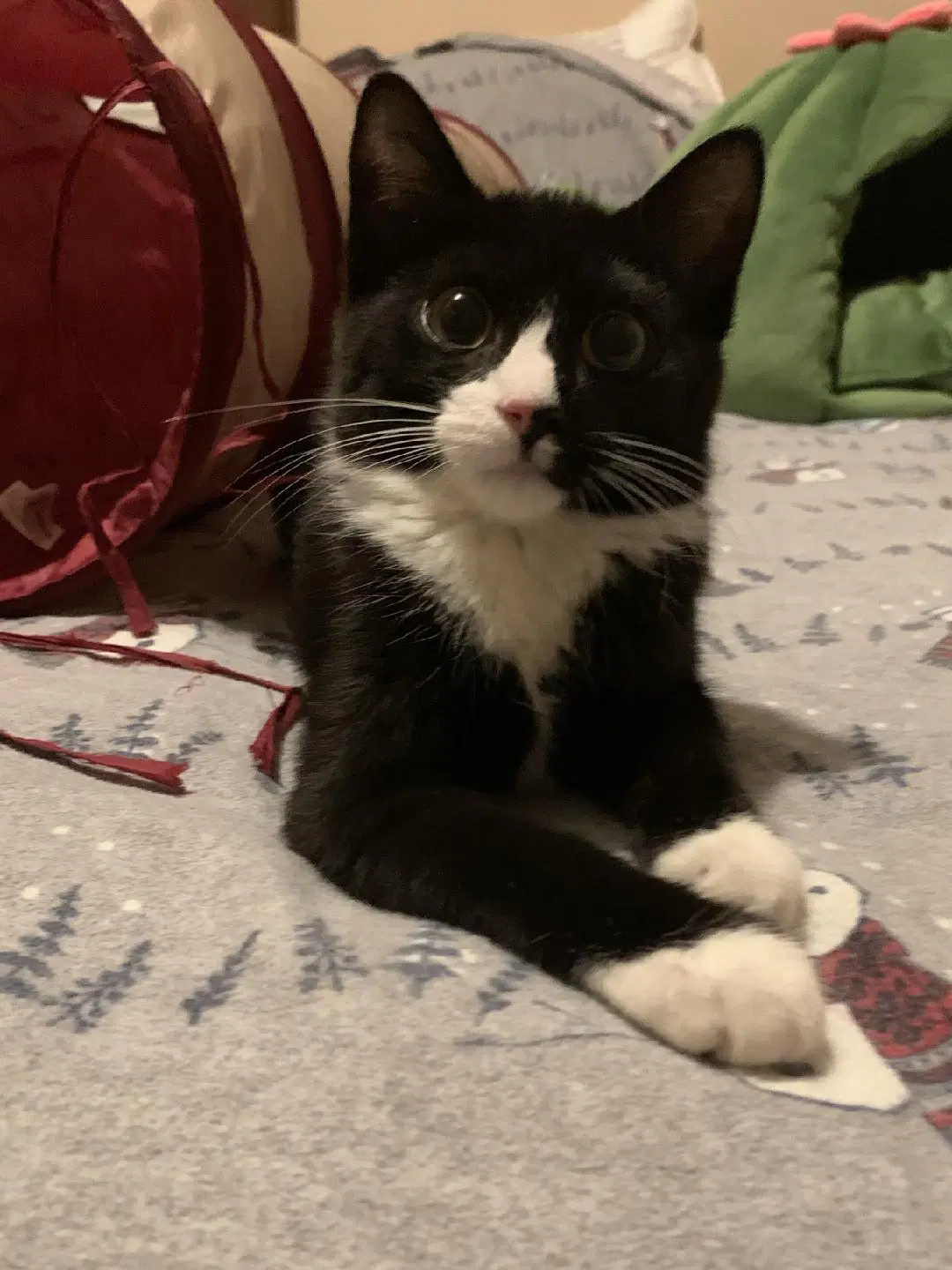 Evie - Domestic Short Hair