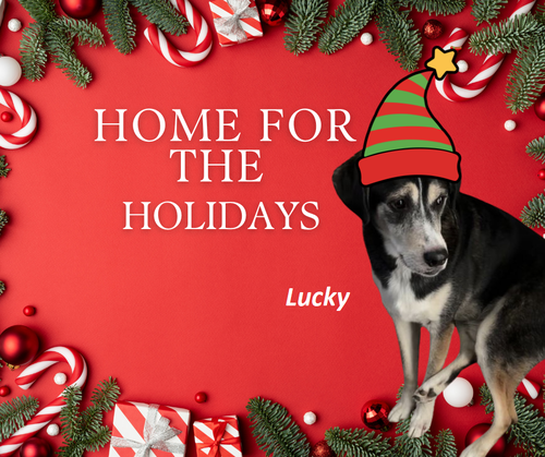 Lucky-Lap Dog Wanna Be!