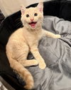 Gus - Cerebellar Hypoplasia