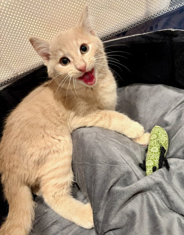 Gus