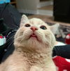 Gus
