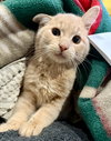 Gus