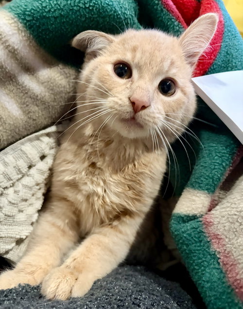 Gus