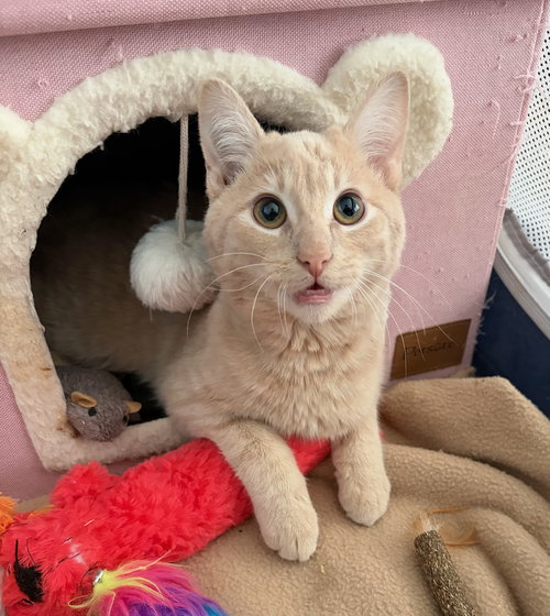 GUS - Domestic Short Hair available for adoption