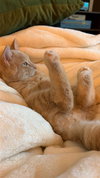 Gus - Photo 2