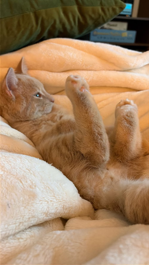 GUS - Domestic Short Hair available for adoption