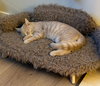 Gus - Photo 4