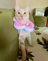 Gus - Photo 1