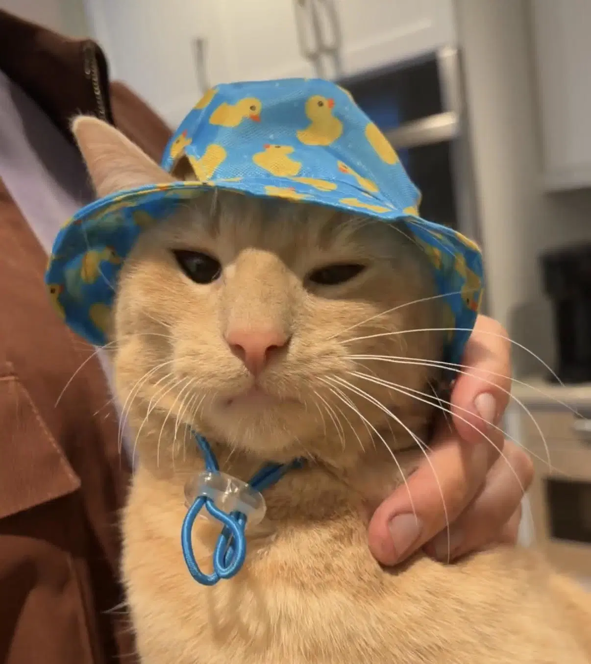 Gus image 2