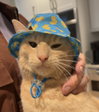 Gus - Cerebellar Hypoplasia