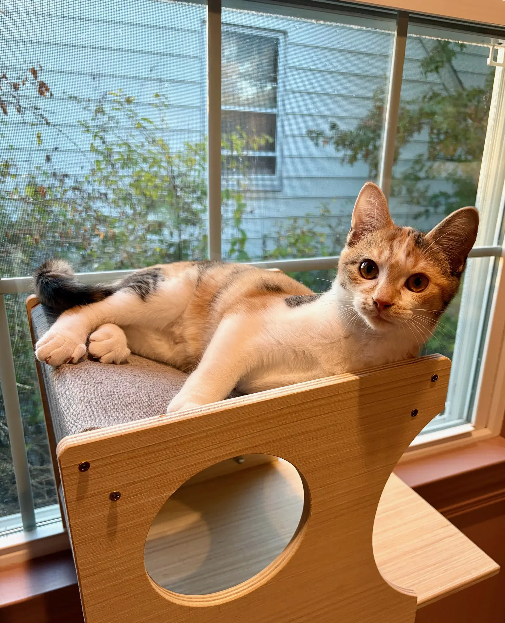 Minnow - Domestic Short Hair