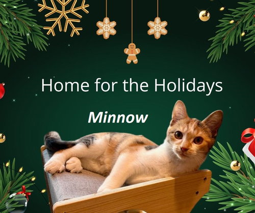 Minnow