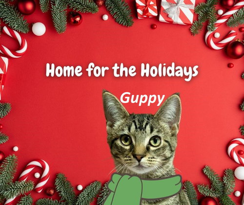 Guppy