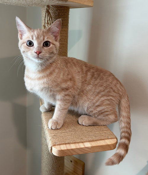 ZIPPER - Domestic Short Hair available for adoption