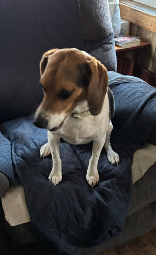 Lucy the Beagle