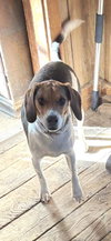 Lucy the Beagle
