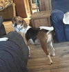 Niko the Beagle